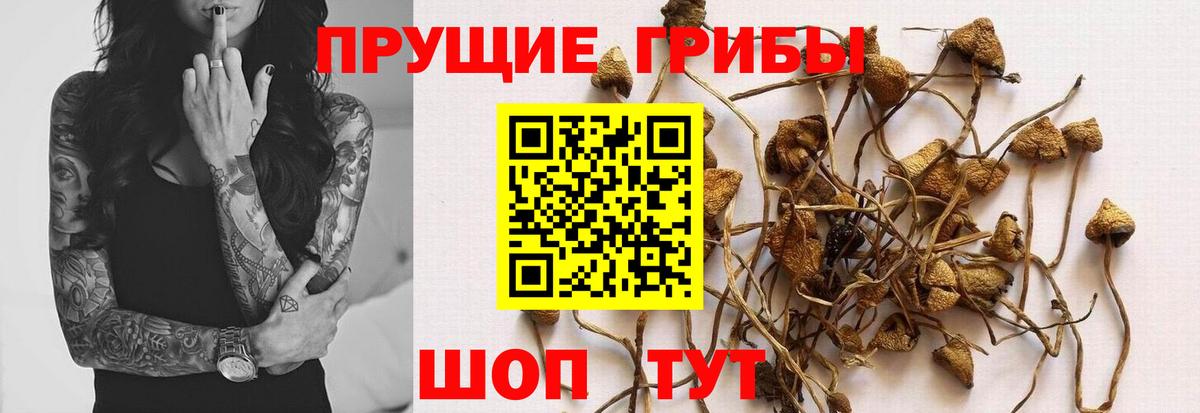 Галлюциногенные грибы MAGIC MUSHROOMS Черкесск
